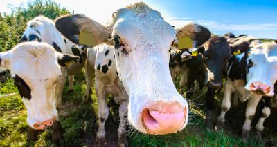 Consultation launched on bovine TB strategy